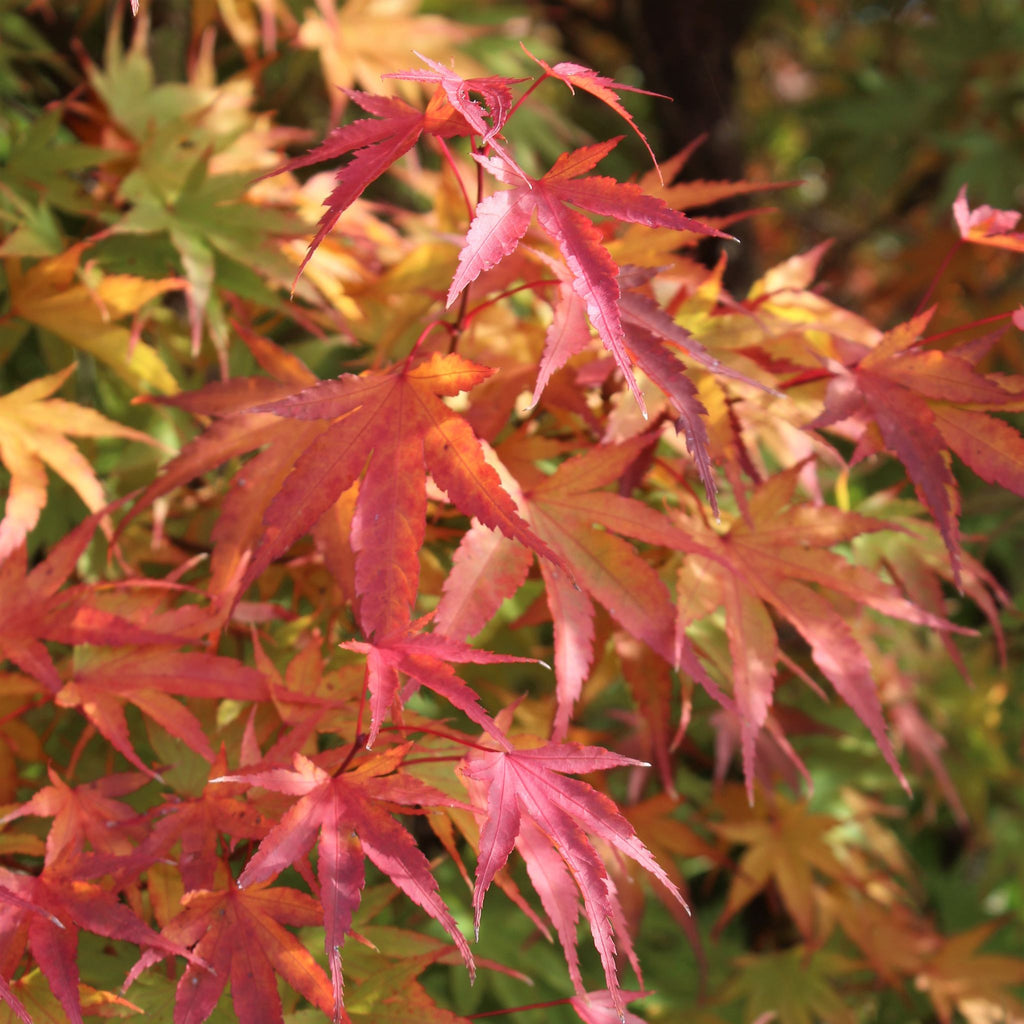 Acer palmatum 'Nishiki gawa' (CG)