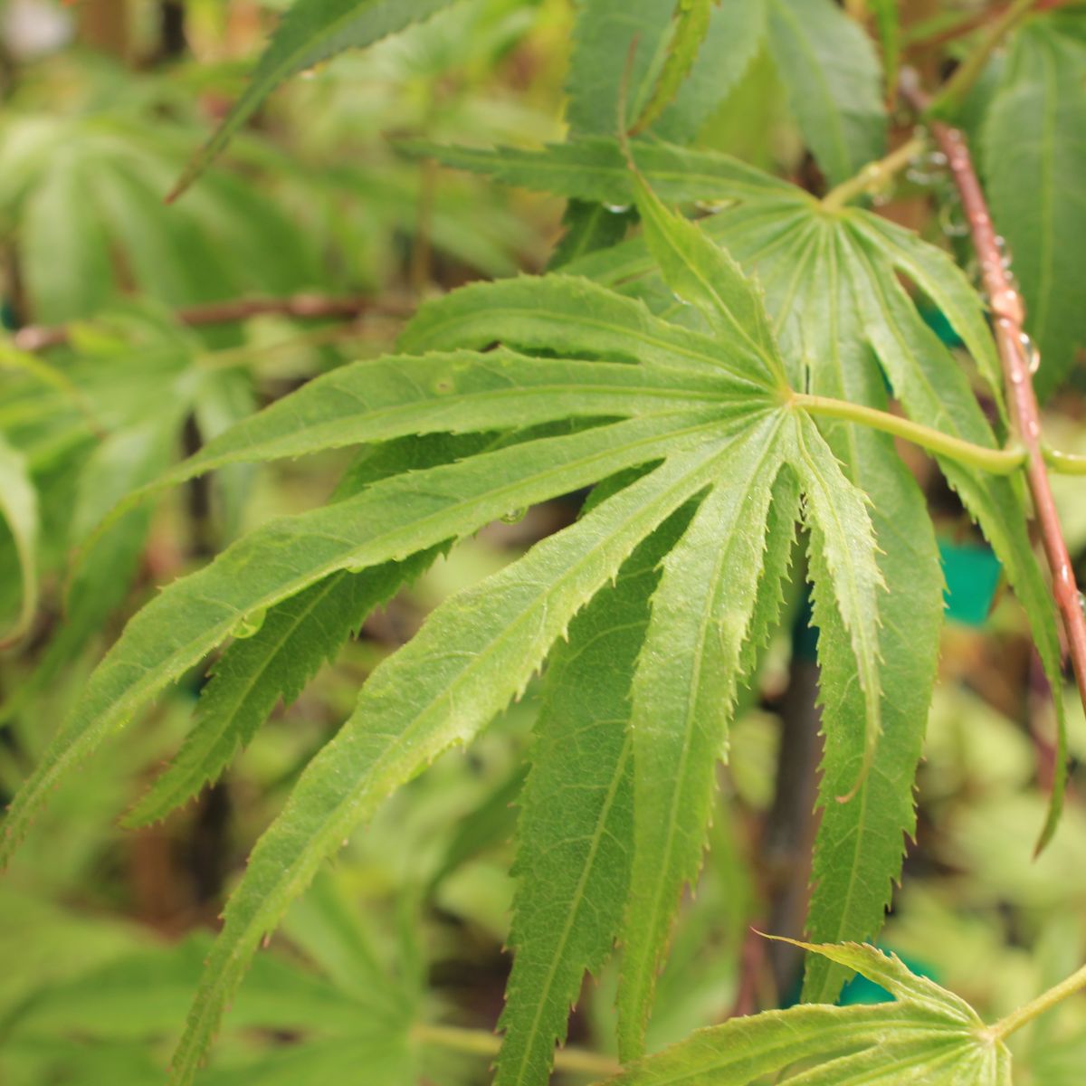 Acer palmatum 'Nishiki momiji'