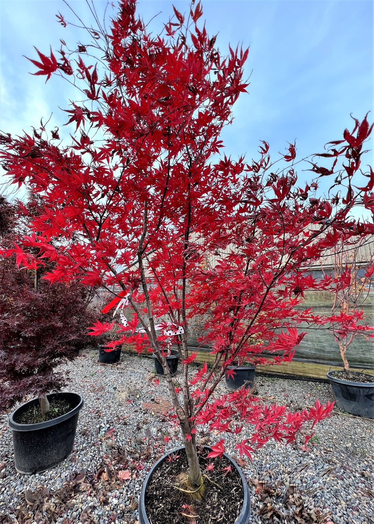 Acer palmatum 'Nuresagi'