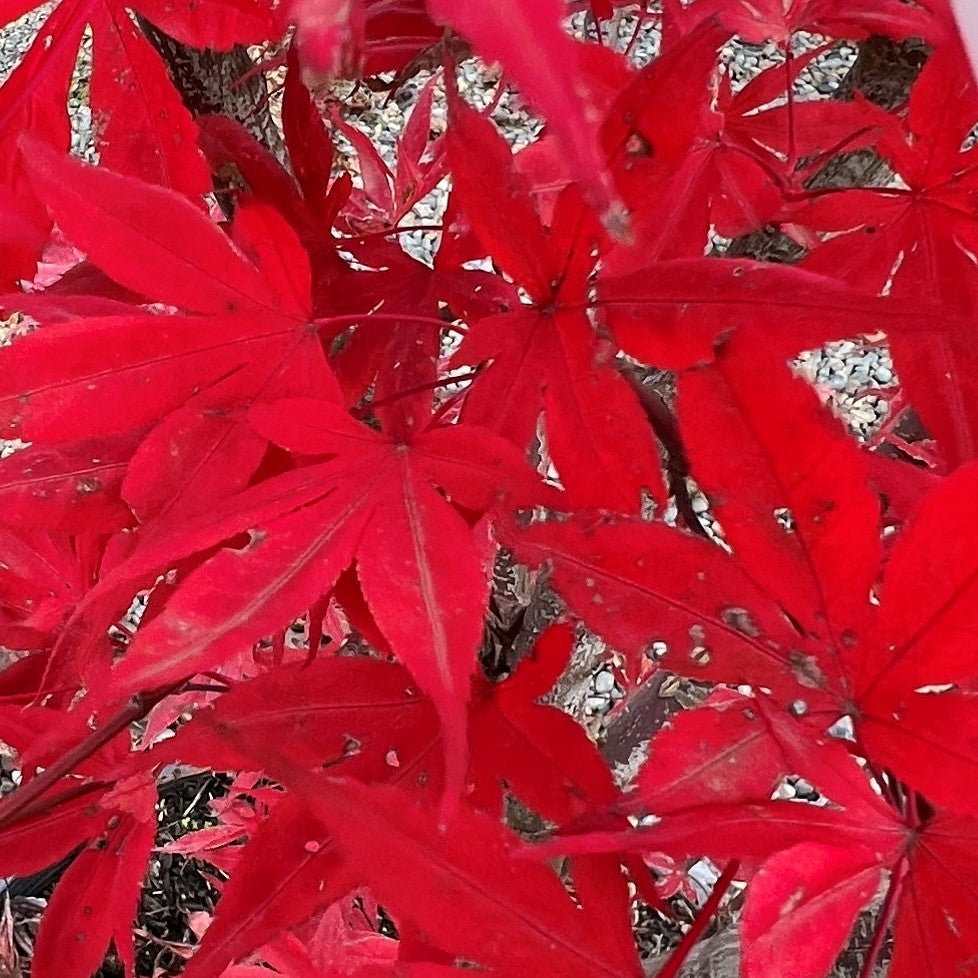 Acer palmatum 'Nuresagi'