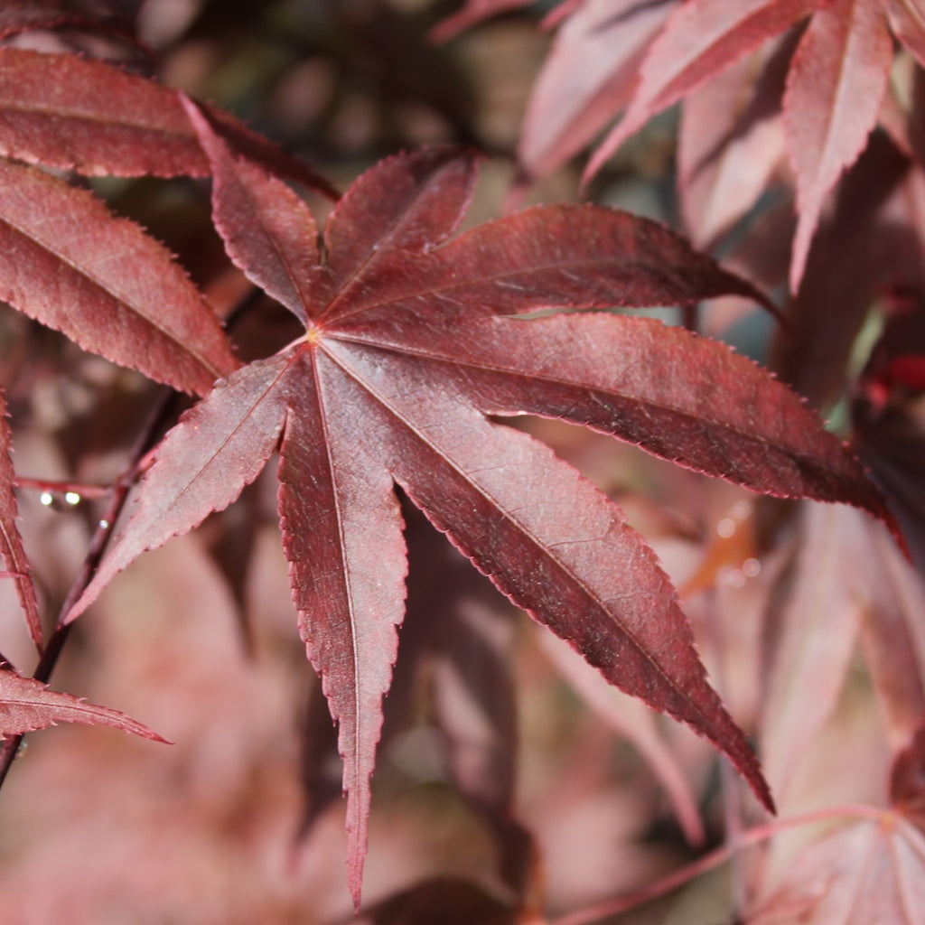 Acer palmatum 'Nuresagi' (CG)