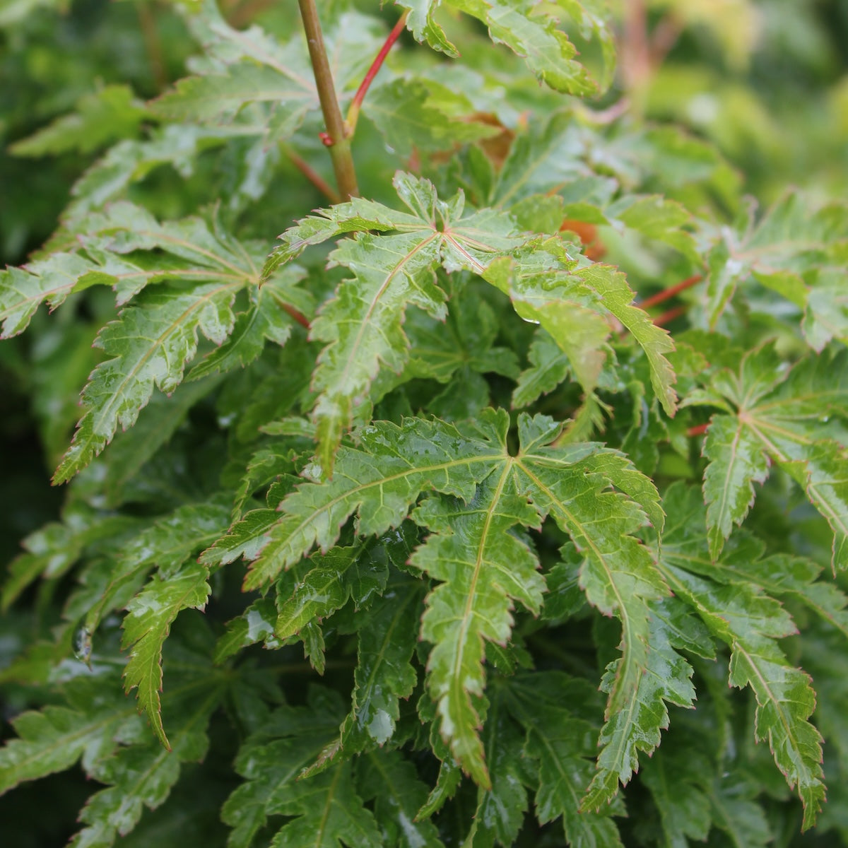 Acer palmatum 'O jishi'