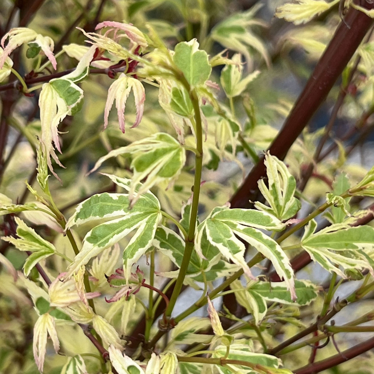 Acer palmatum 'Okukuji Nishiki'