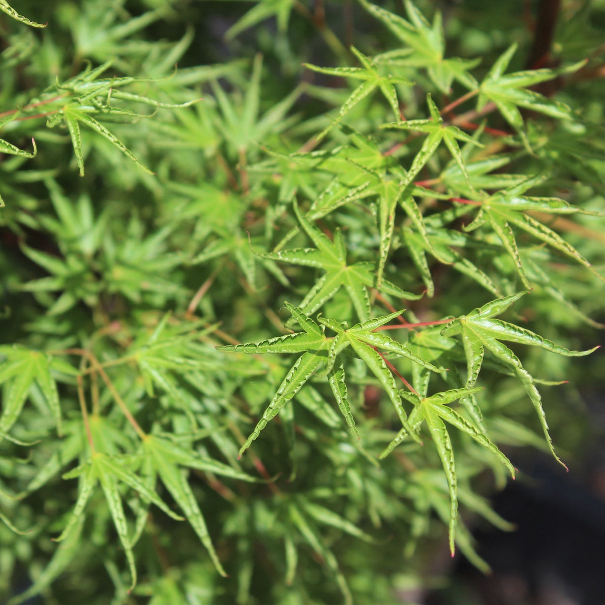 Acer palmatum 'Okushimo'