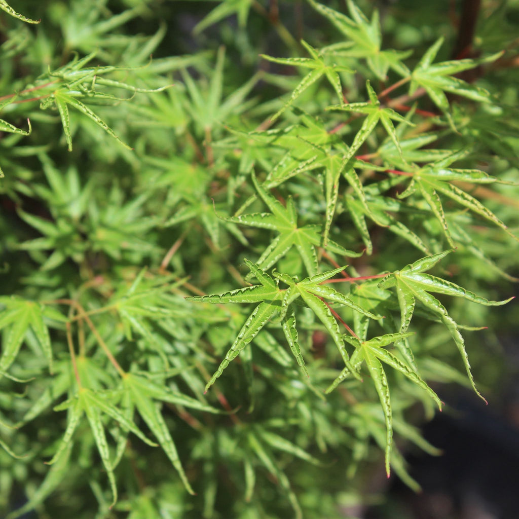 Acer palmatum 'Okushimo' (CG)