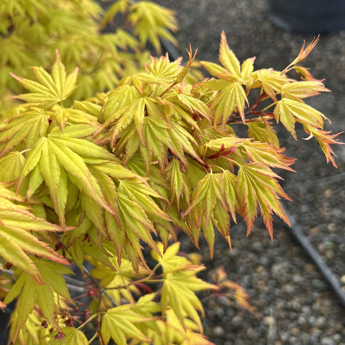 Acer palmatum 'Orange Dream'