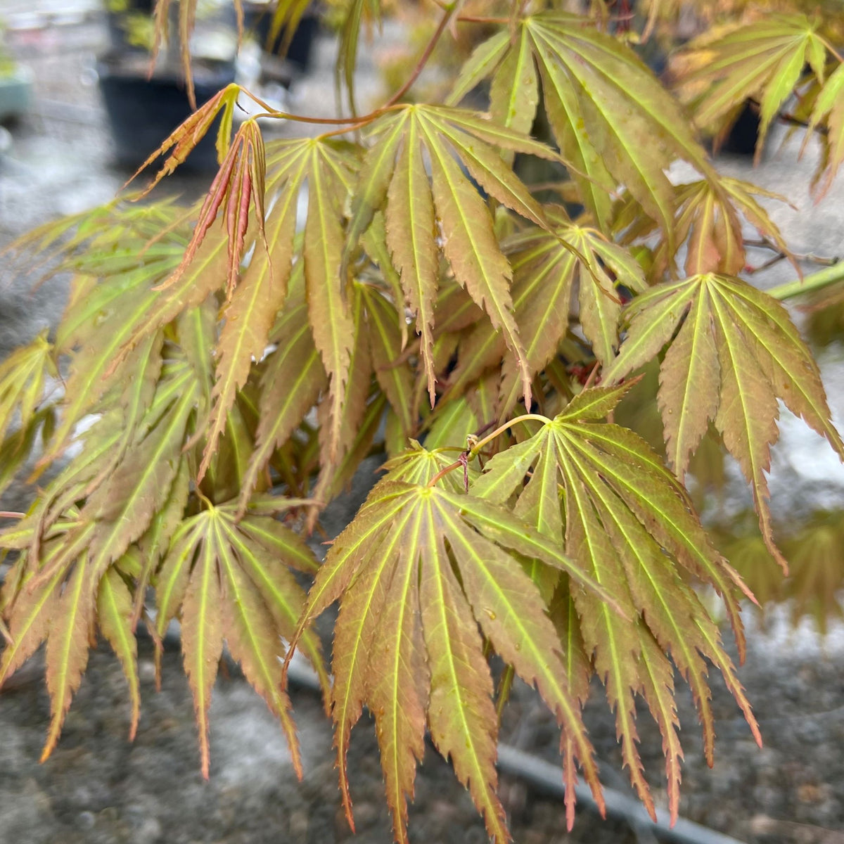 Acer palmatum 'Orange Flame'