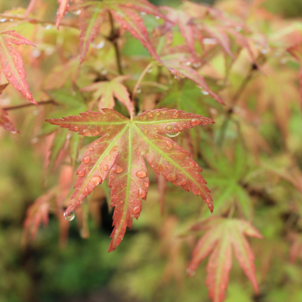 Acer palmatum 'Oregon Sunset' (DWARF) (CG)