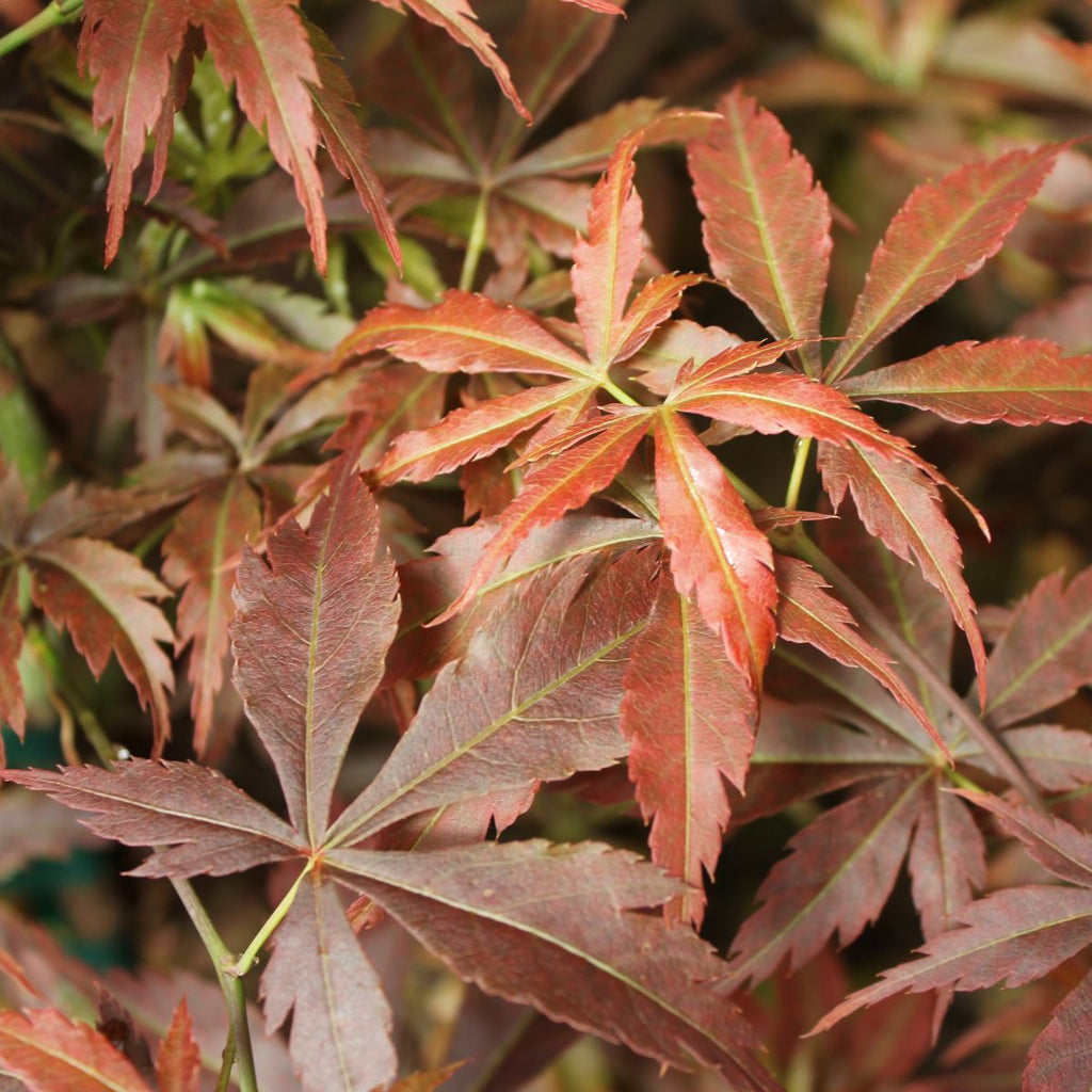 Acer palmatum 'Orion' (DWARF) (CG)