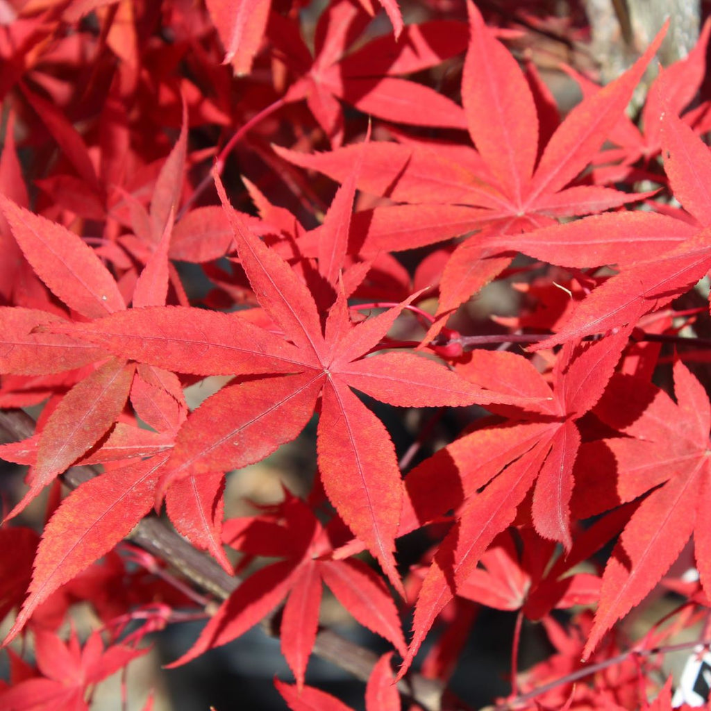 Acer palmatum 'Osakazuki' (CG)