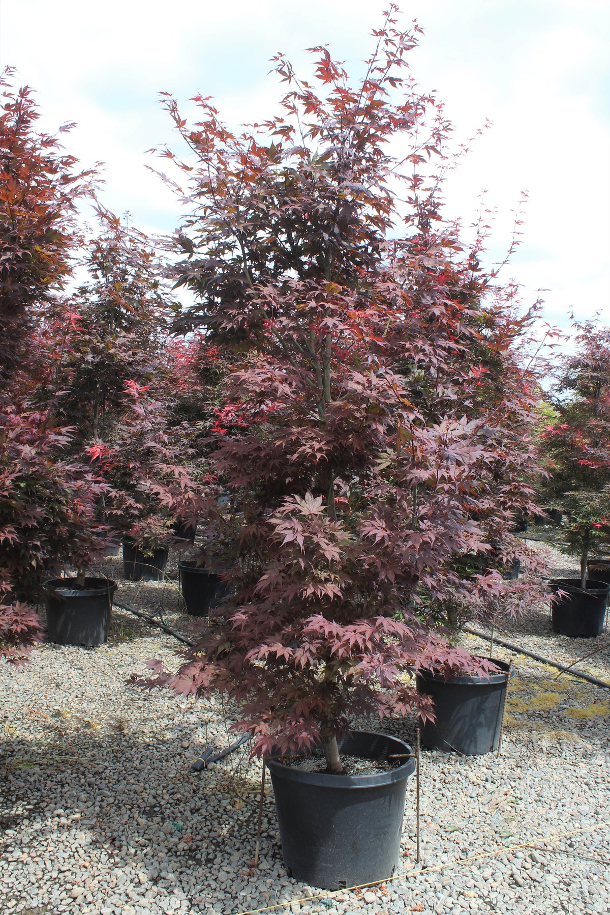Acer palmatum 'Oshio beni'