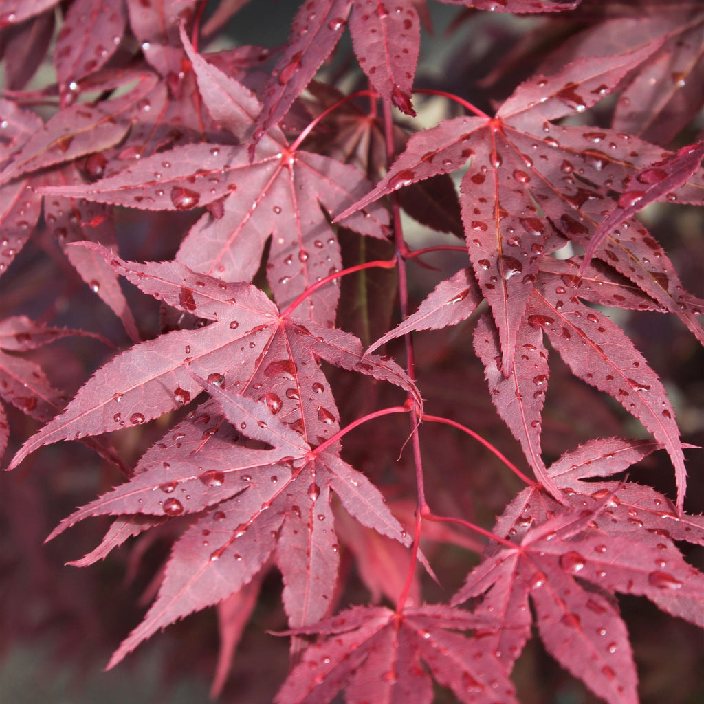 Acer palmatum 'Oshio beni' (CG)
