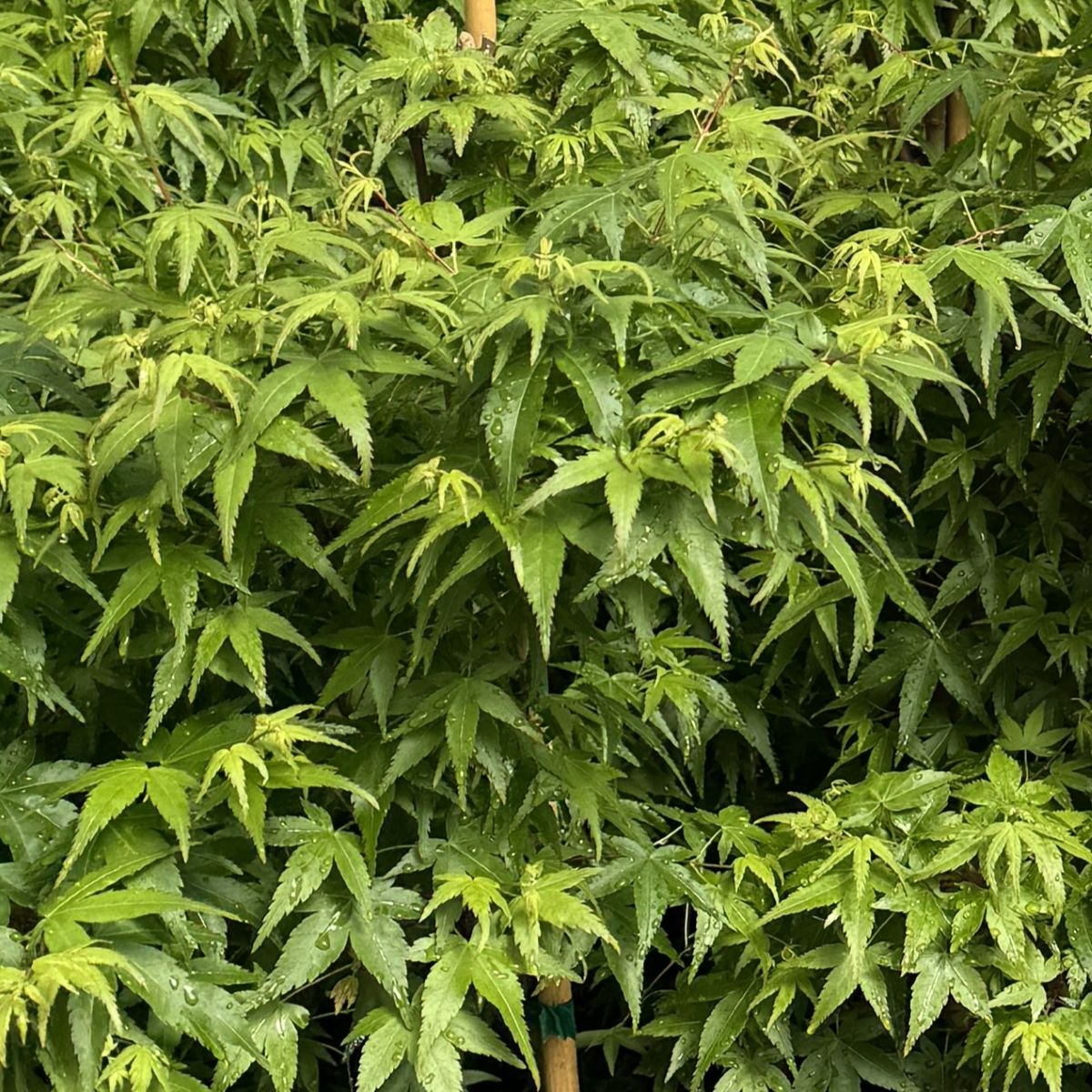 Acer palmatum 'Oto hime'