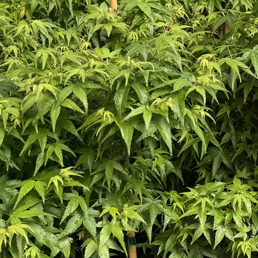Acer palmatum 'Oto hime' (CG)