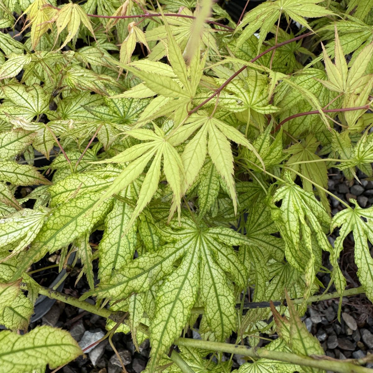 Acer palmatum 'Peaches and Cream'