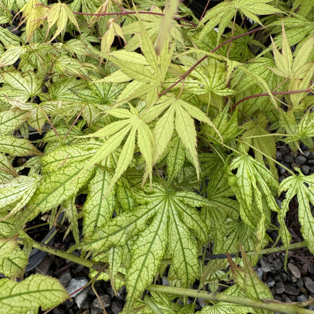 Acer palmatum 'Peaches and Cream' (CG)