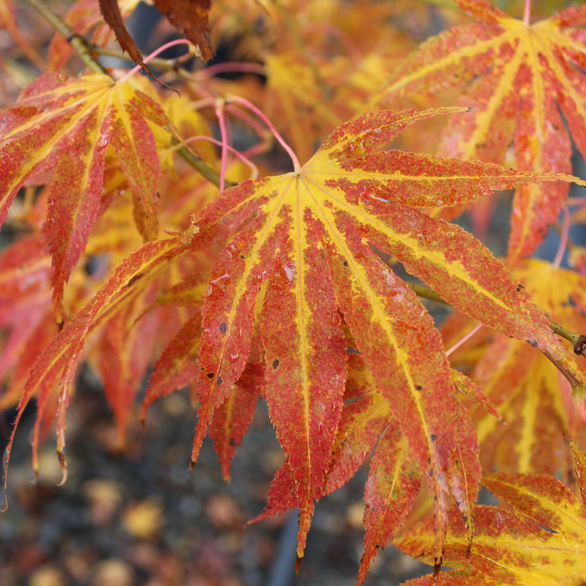 Acer palmatum 'Peridot Flame'