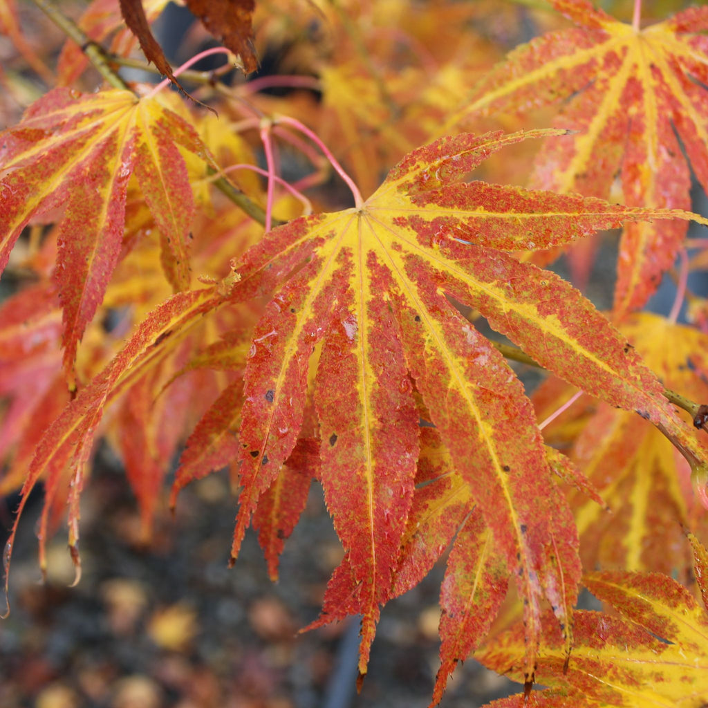 Acer palmatum 'Peridot Flame' (CG)