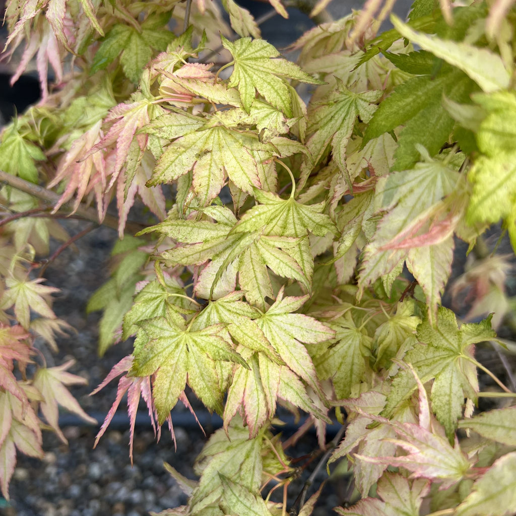 Acer palmatum 'Peve Multicolor' (BBP)