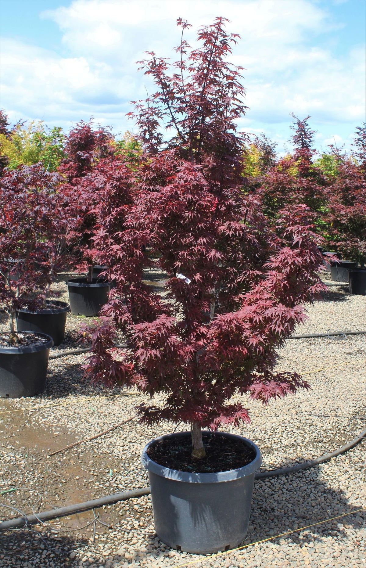 Acer palmatum 'Pixie'
