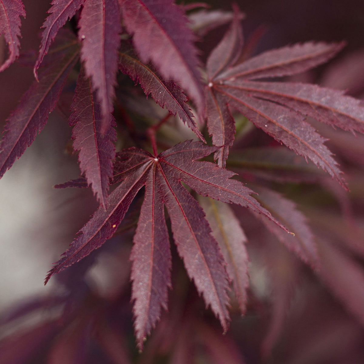 Acer palmatum 'Pixie'