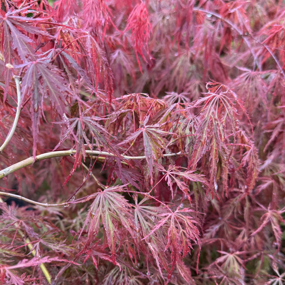 Acer palmatum 'Prince Charming'