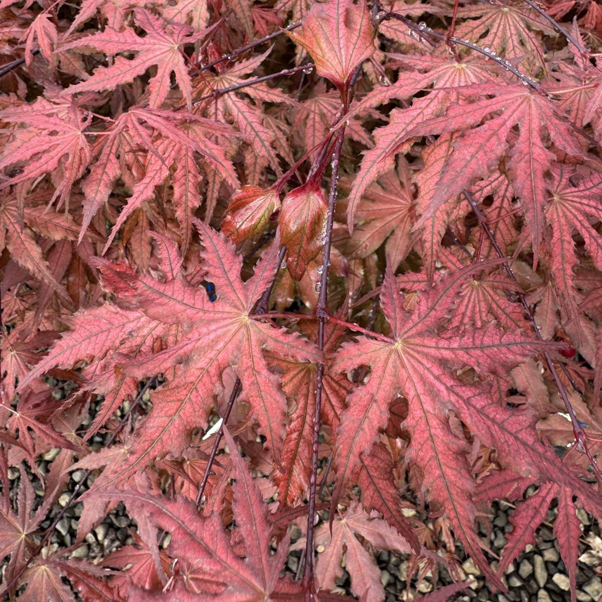 Acer palmatum 'Purple Ghost'