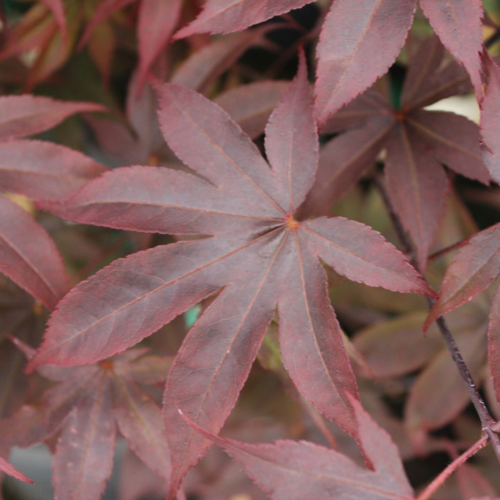 Acer palmatum 'Red Emperor' (CG)