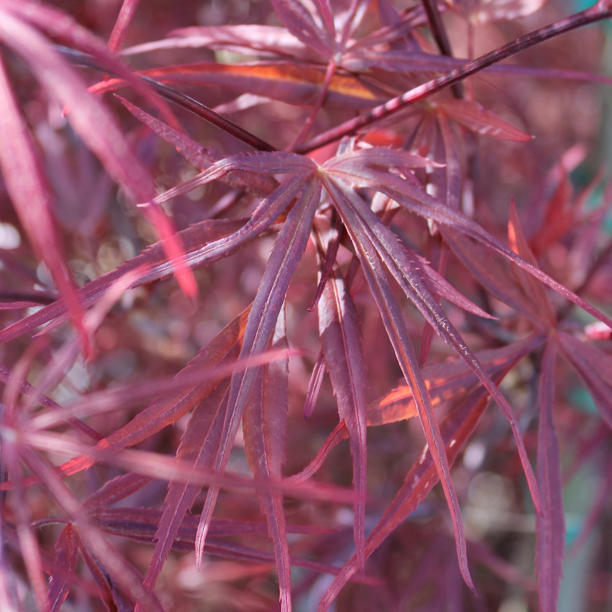Acer palmatum 'Red Pygmy' (Dwarf)