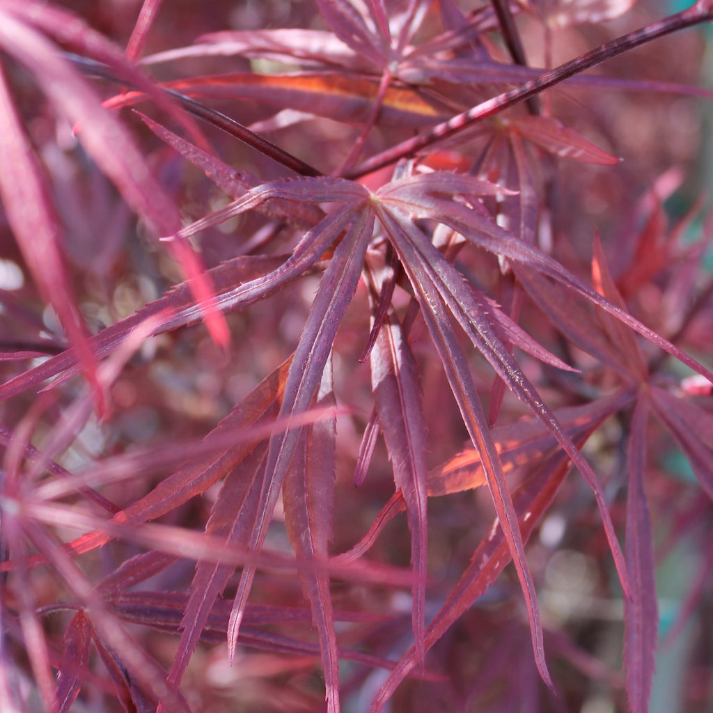 Acer palmatum 'Red Pygmy' (DWARF) (CG)