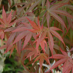 Acer palmatum 'Red Pygmy' (Dwarf) (BBP)
