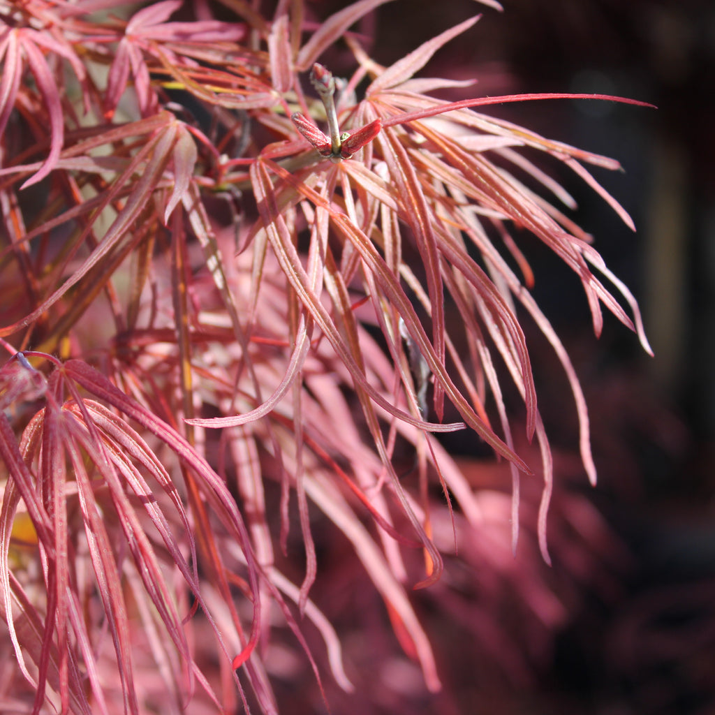 Acer palmatum 'Red Spider' (CG)