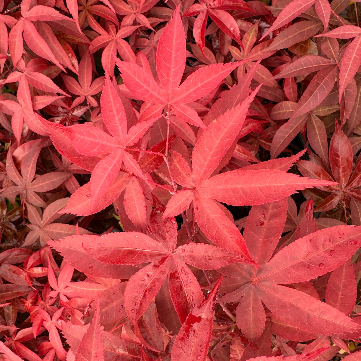 Acer palmatum 'Rhode Island Red'
