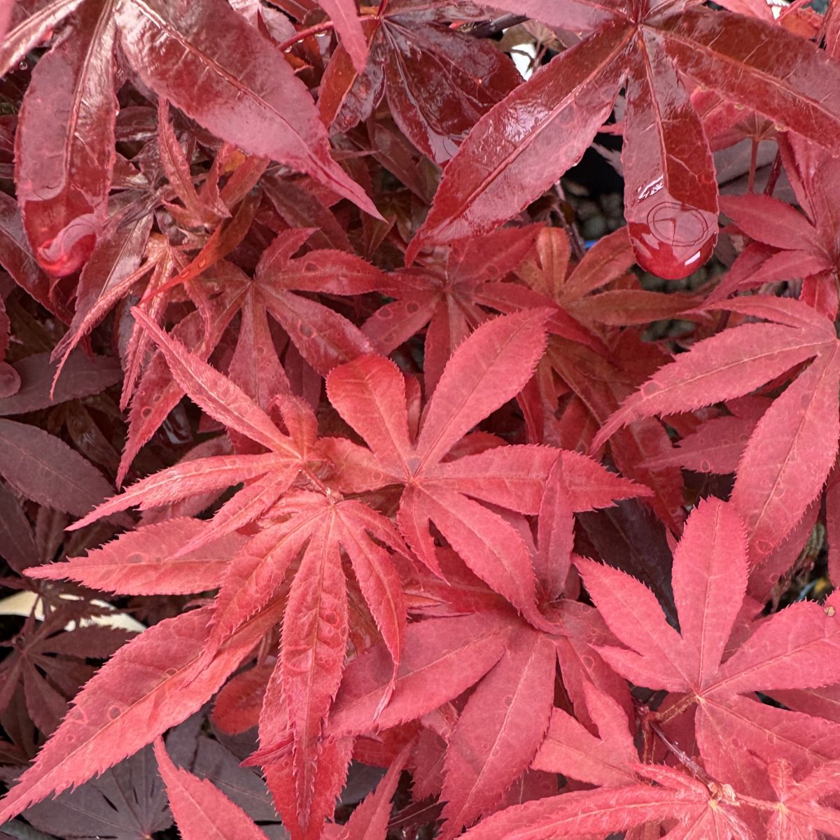Acer palmatum 'Riley'