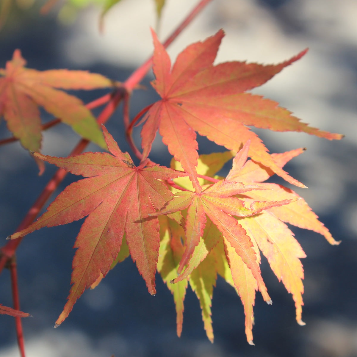 Acer palmatum 'Sango kaku'