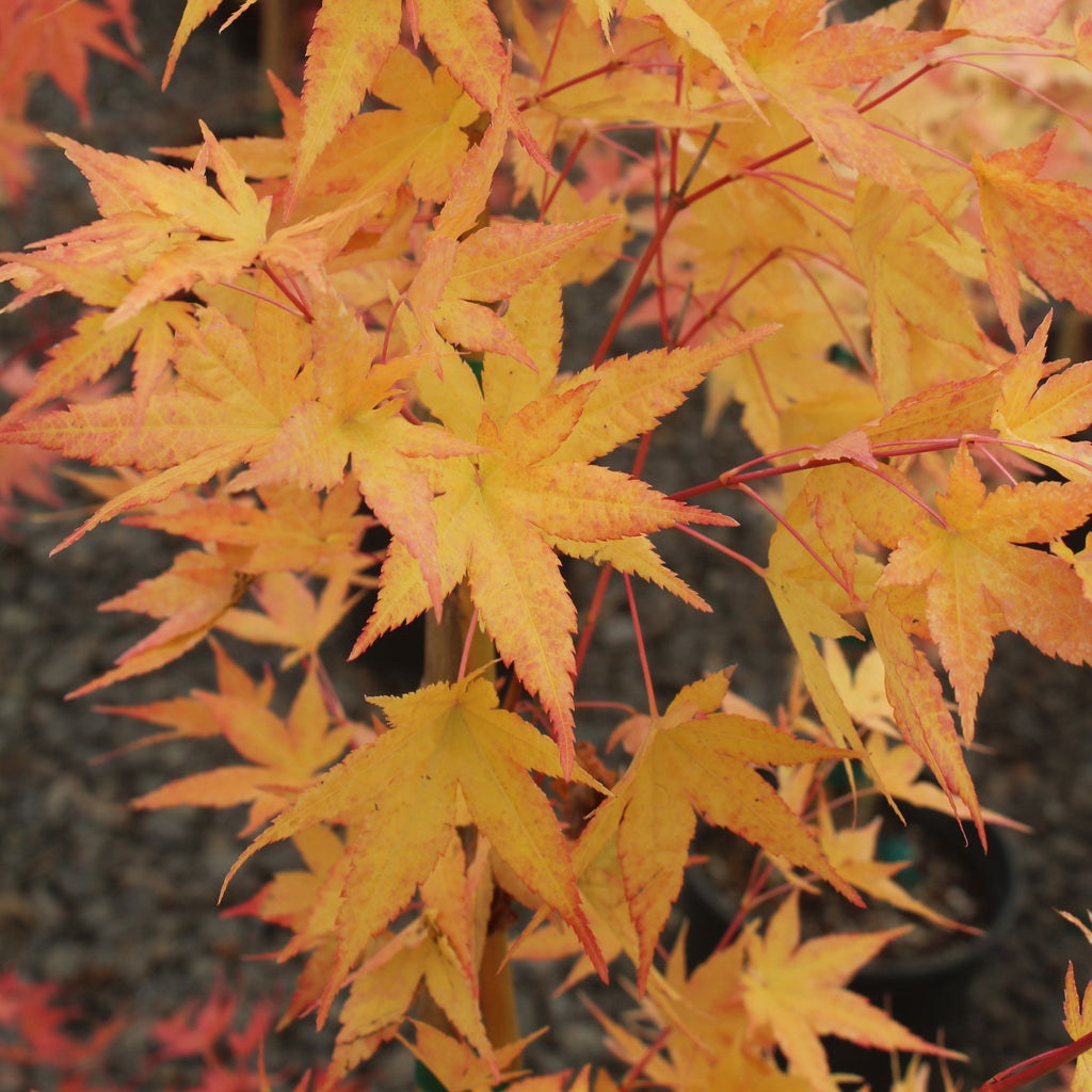 Acer palmatum 'Sango kaku' (BBP)
