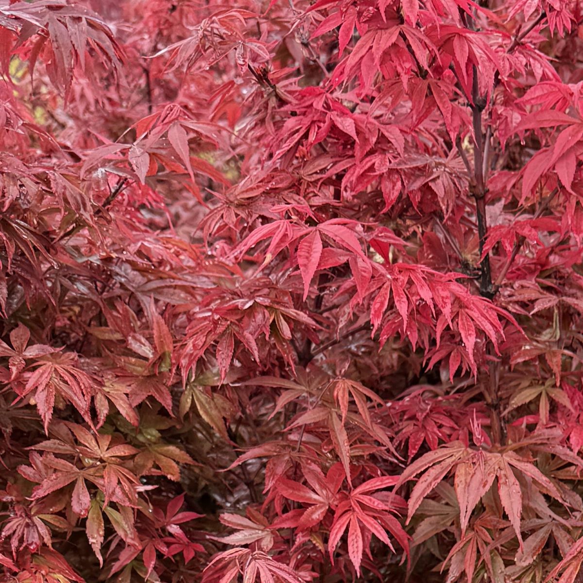 Acer palmatum 'Sara D' (Dwarf)