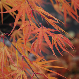 Acer palmatum 'Scolopendrifolium'