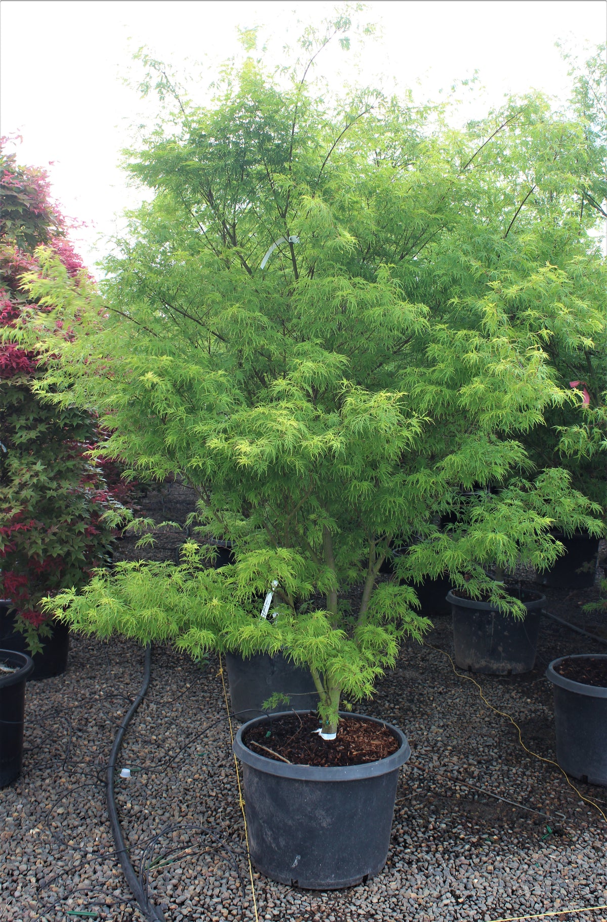 Acer palmatum 'Seiryu'