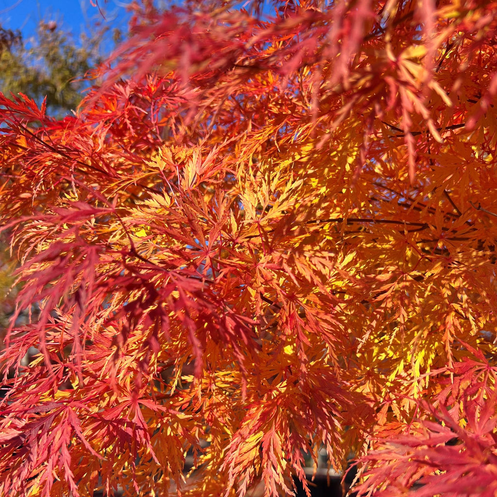 Acer palmatum 'Seiryu' (CG)