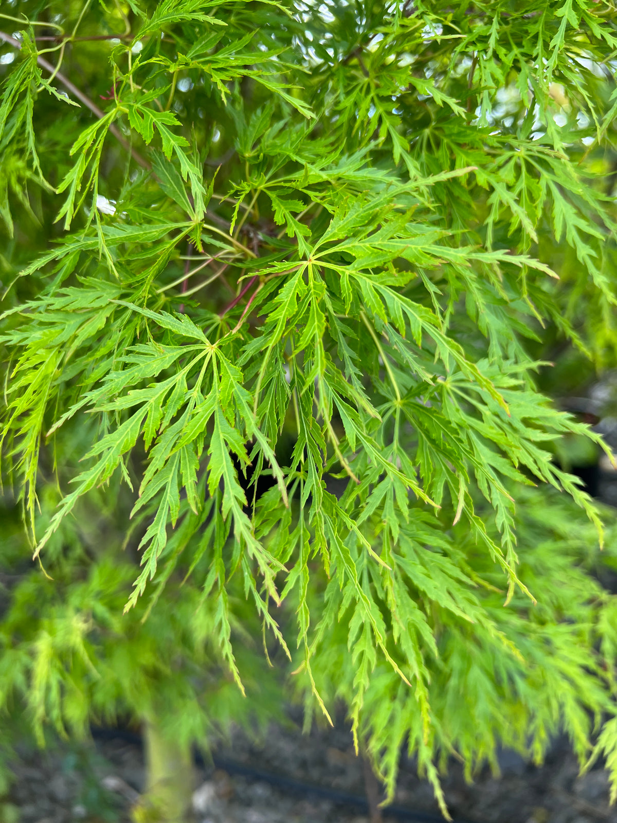 Acer palmatum 'Seiryu'