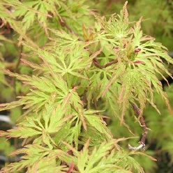 Acer palmatum 'Seiryu'