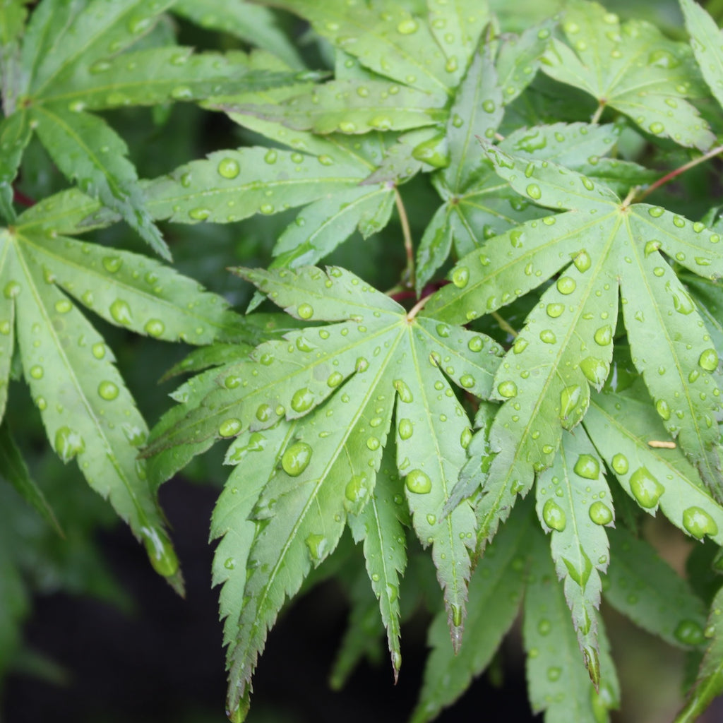 Acer palmatum 'Seiun kaku' (DWARF) (CG)