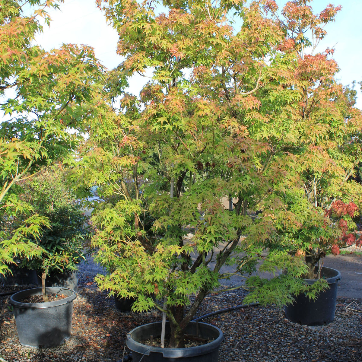 Acer palmatum 'Sekka yatsubusa'