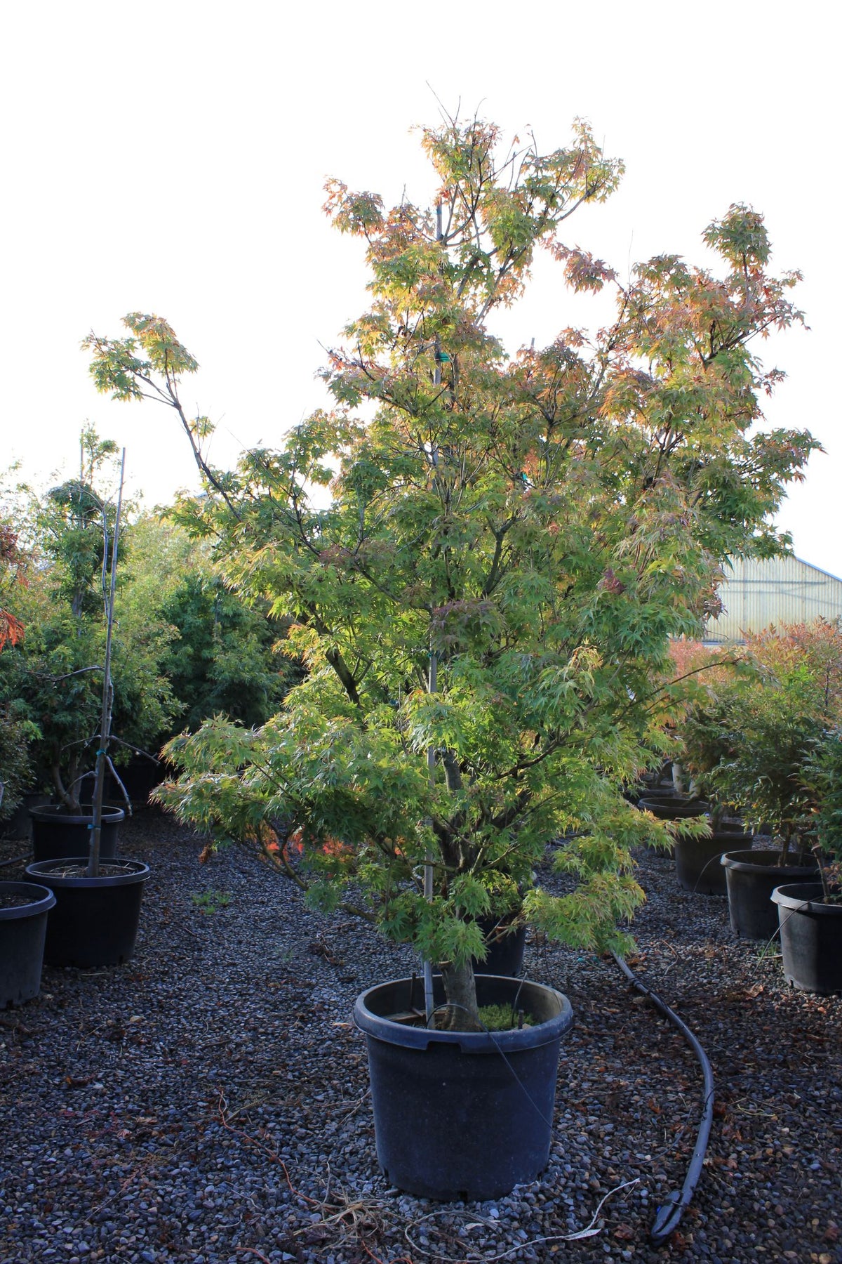 Acer palmatum 'Sekka yatsubusa'