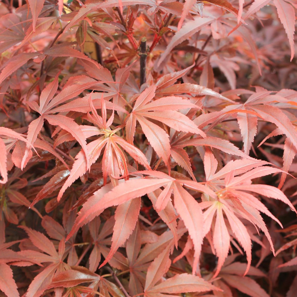 Acer palmatum 'Shaina' (DWARF) (CG)