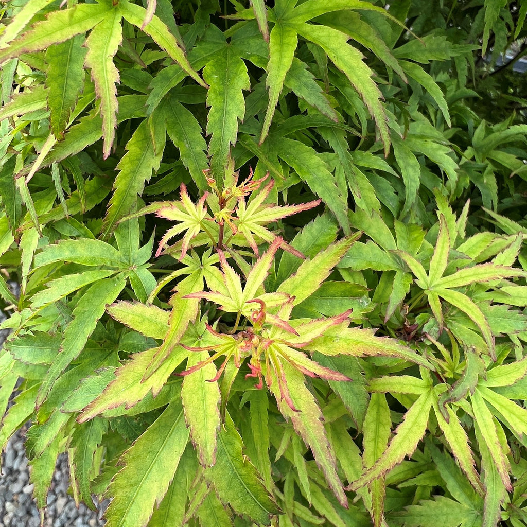 Acer palmatum 'Sharps Pygmy' (DWARF) (Prop. Stock) (CG)