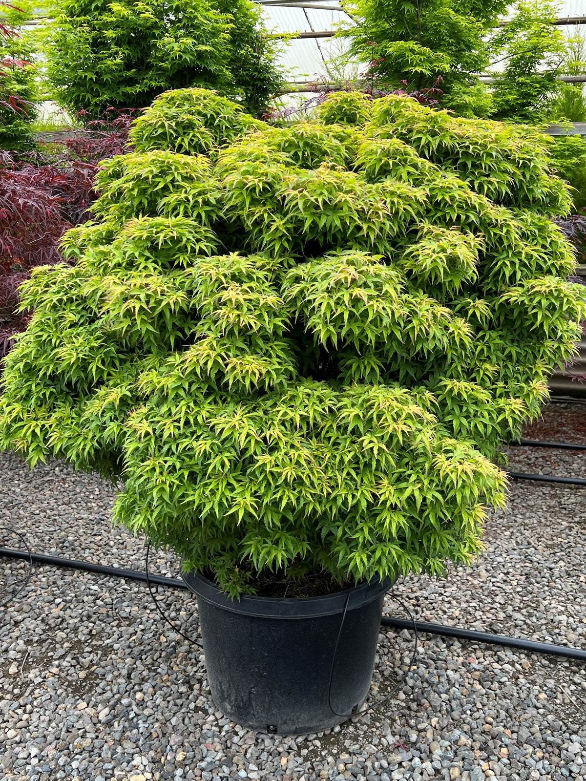 Acer palmatum 'Sharps Pygmy' (Dwarf)