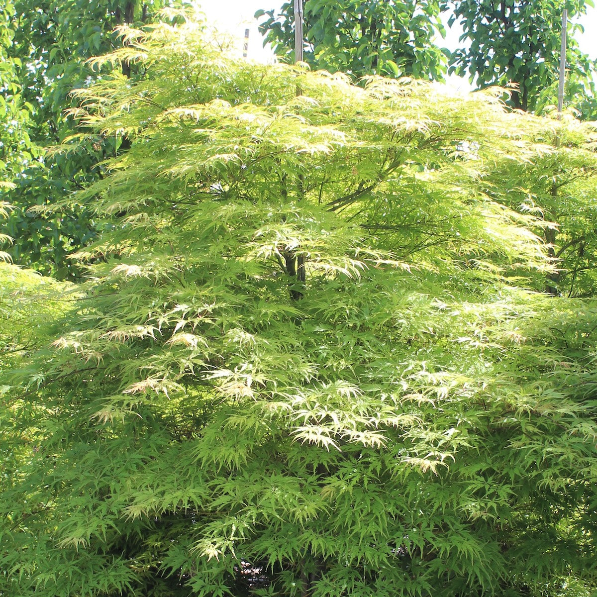 Acer palmatum 'Shigure bato'