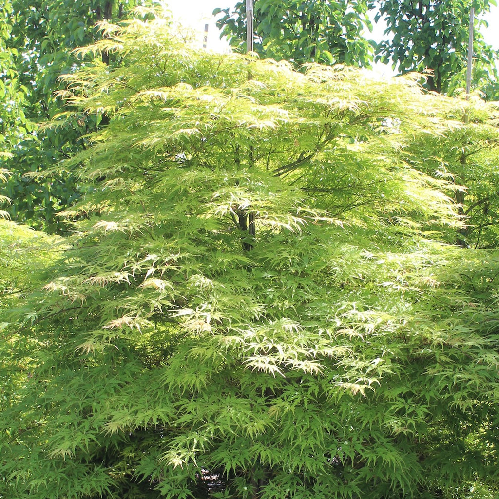 Acer palmatum 'Shigure bato' (CG)